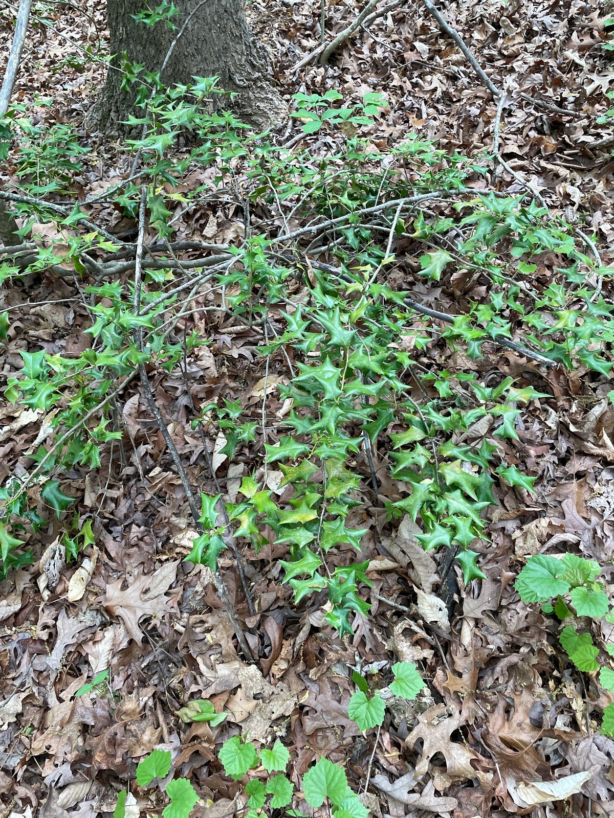 Dwarf Burford holly