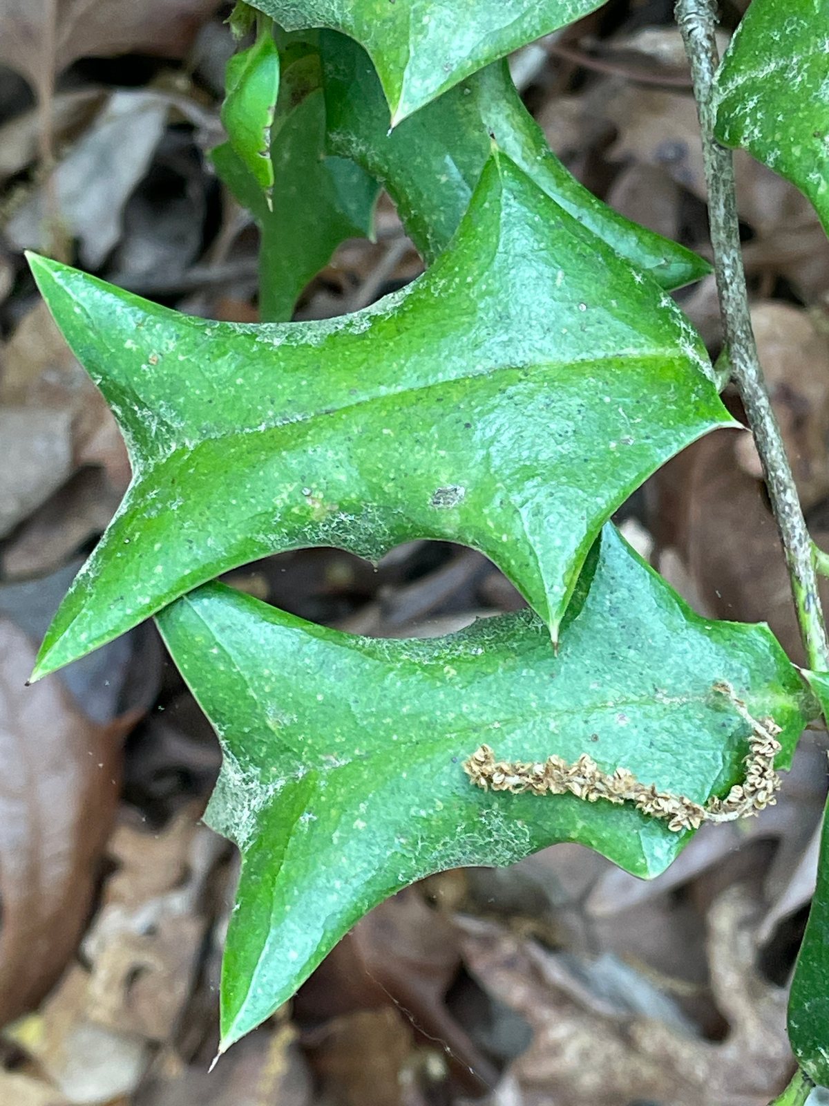 Dwarf Burford holly