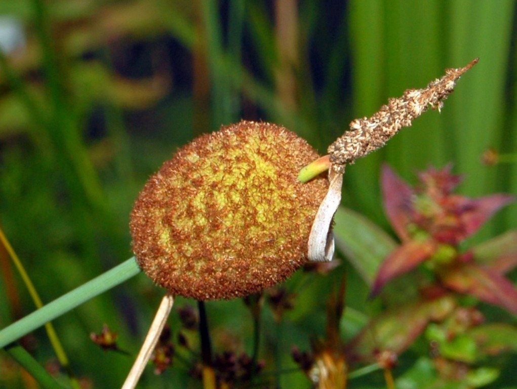 Dwarf cattail