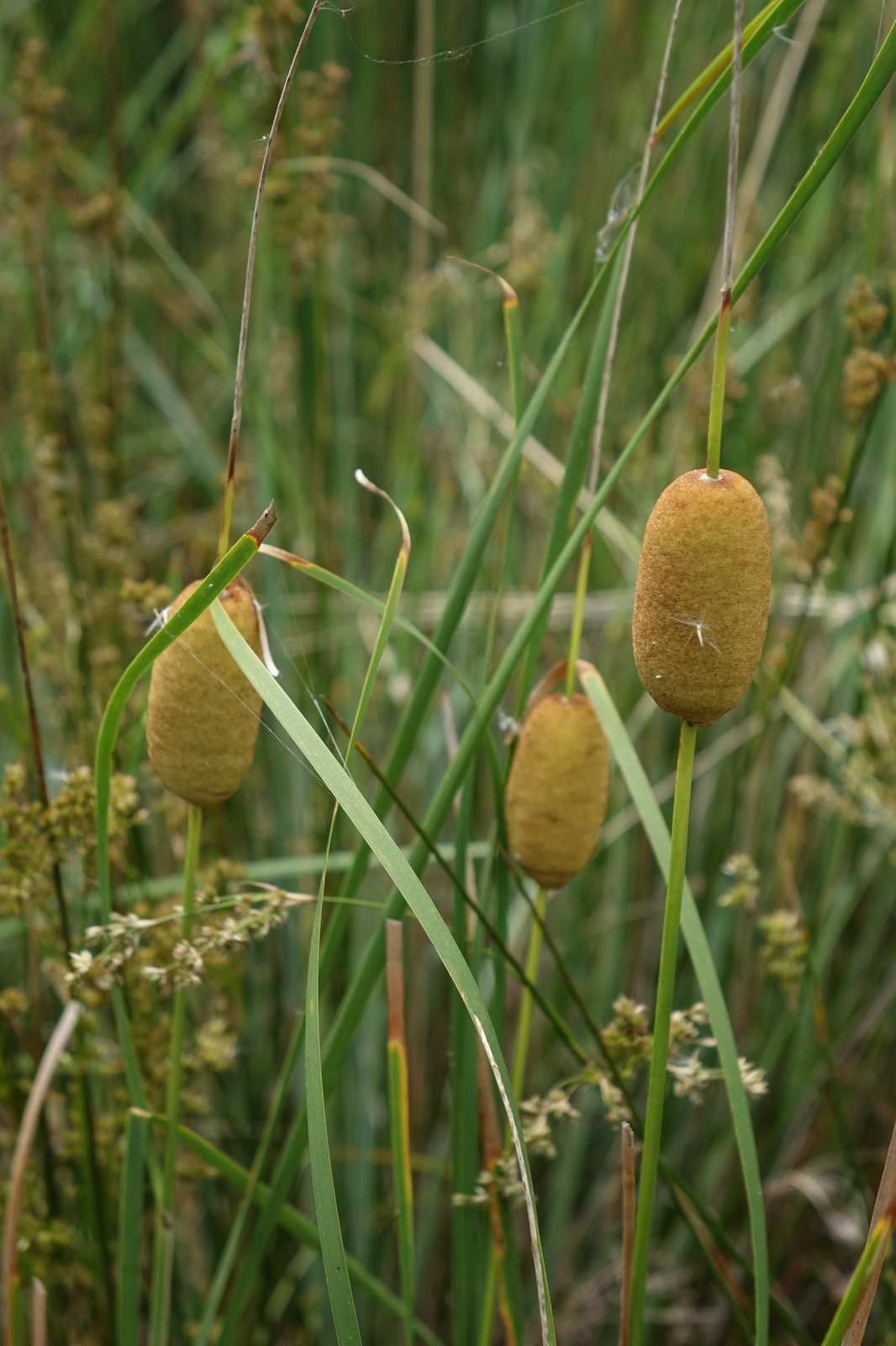 Dwarf cattail