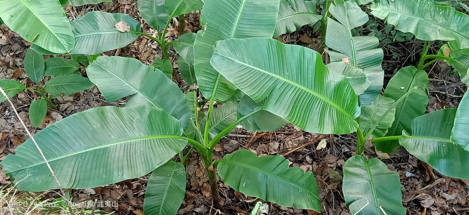 Dwarf Cavendish banana