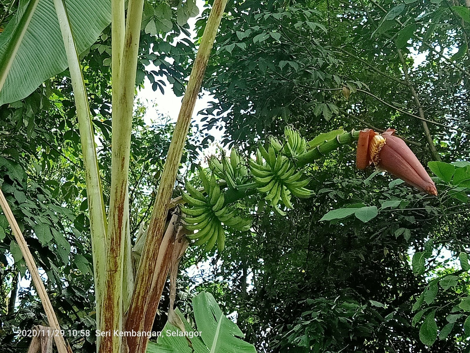 Dwarf Cavendish banana