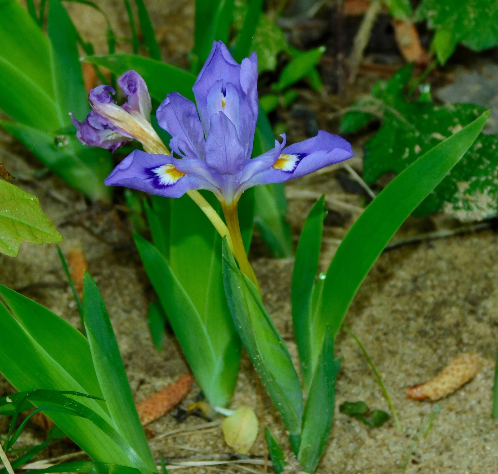 Dwarf crested iris