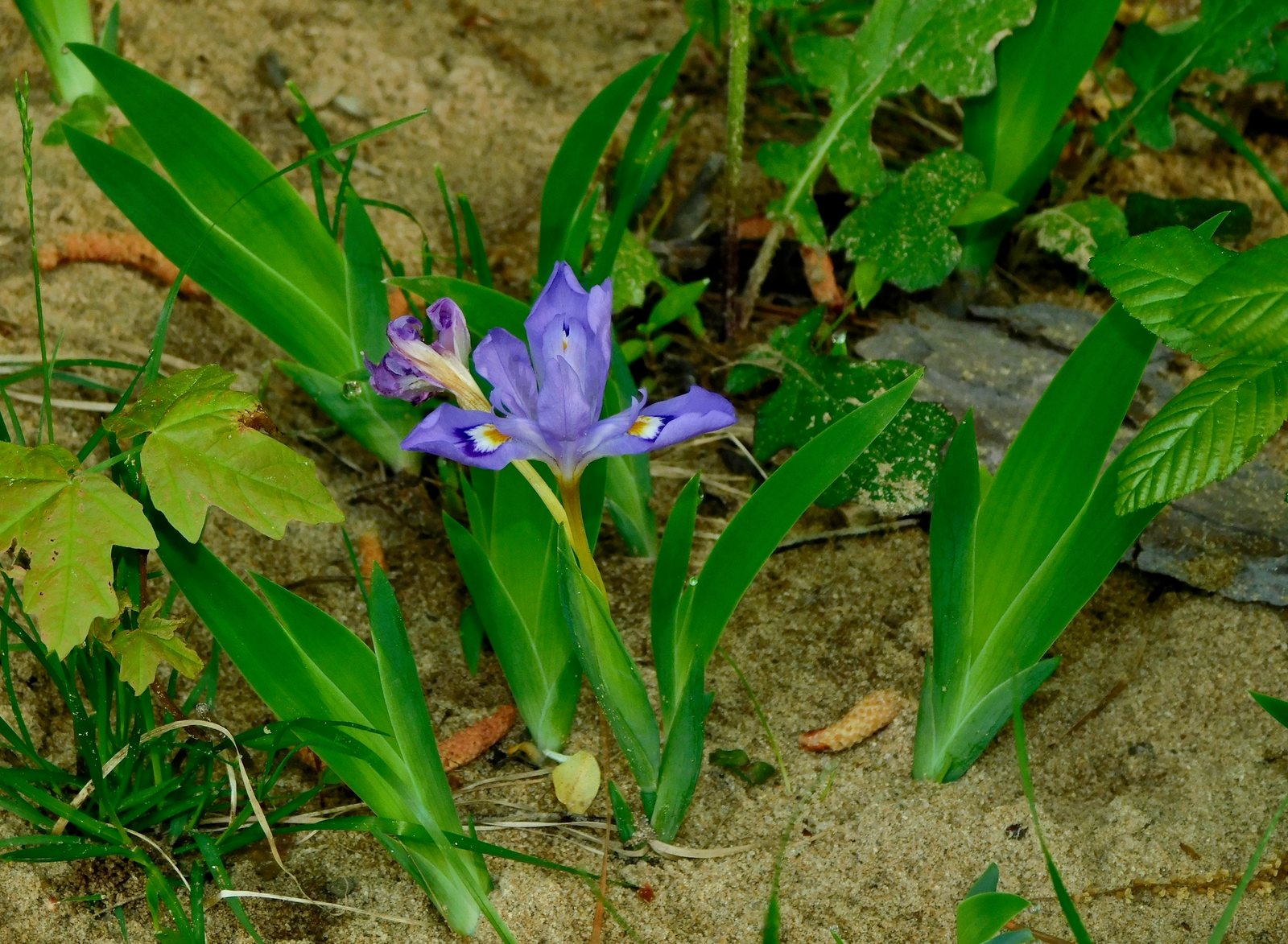 Dwarf crested iris