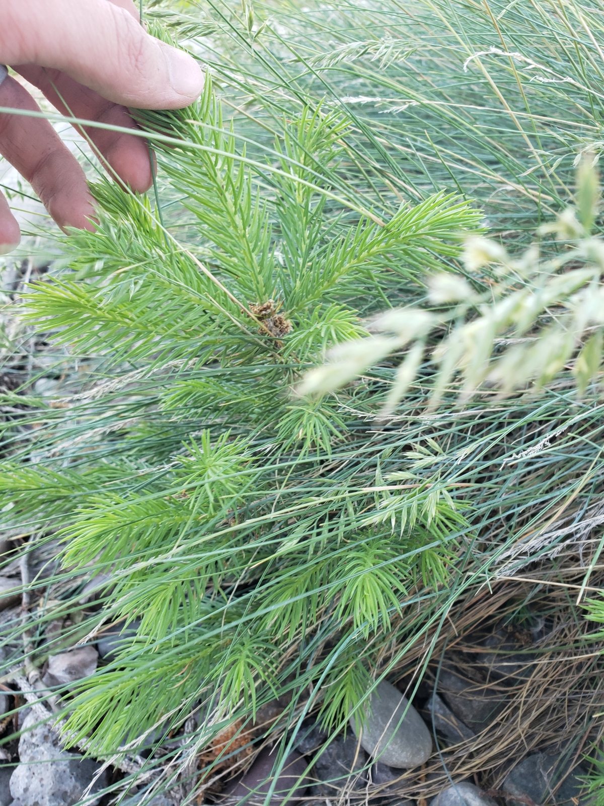 Dwarf globe blue spruce