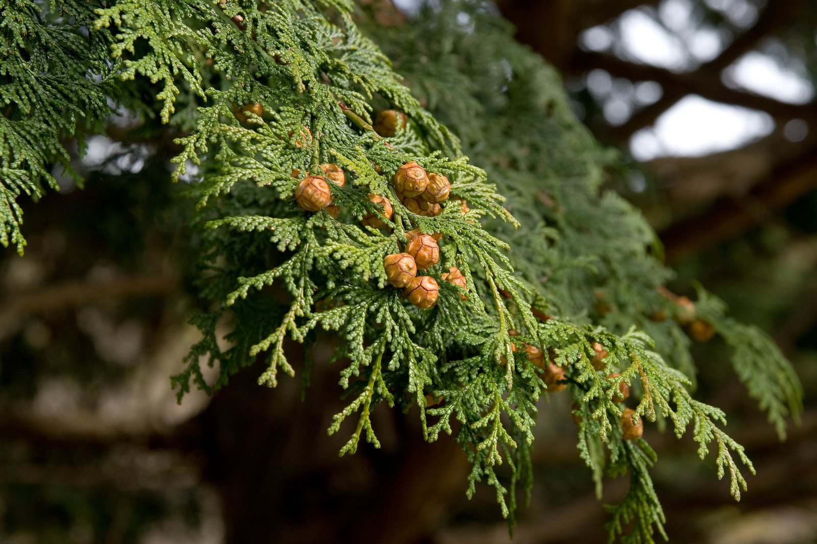 Dwarf Hinoki cypress