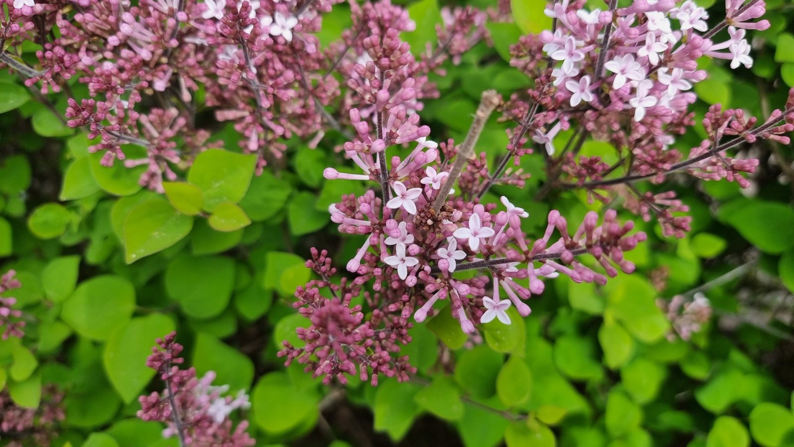 Dwarf Korean lilac
