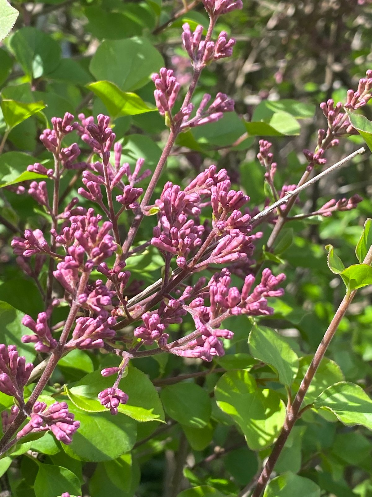 Dwarf Korean lilac