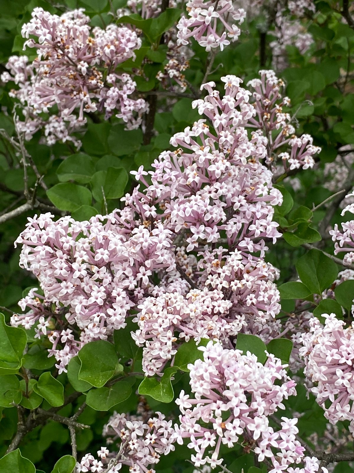 Dwarf Korean lilac