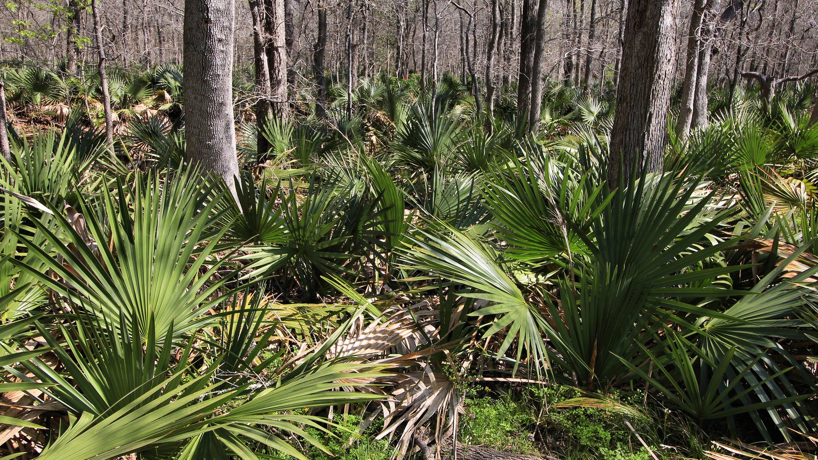 Dwarf palmetto
