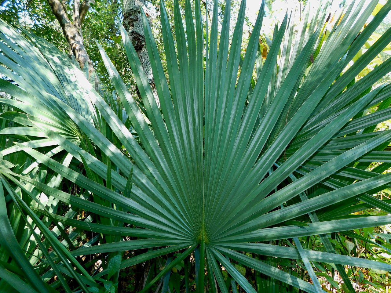 Dwarf palmetto