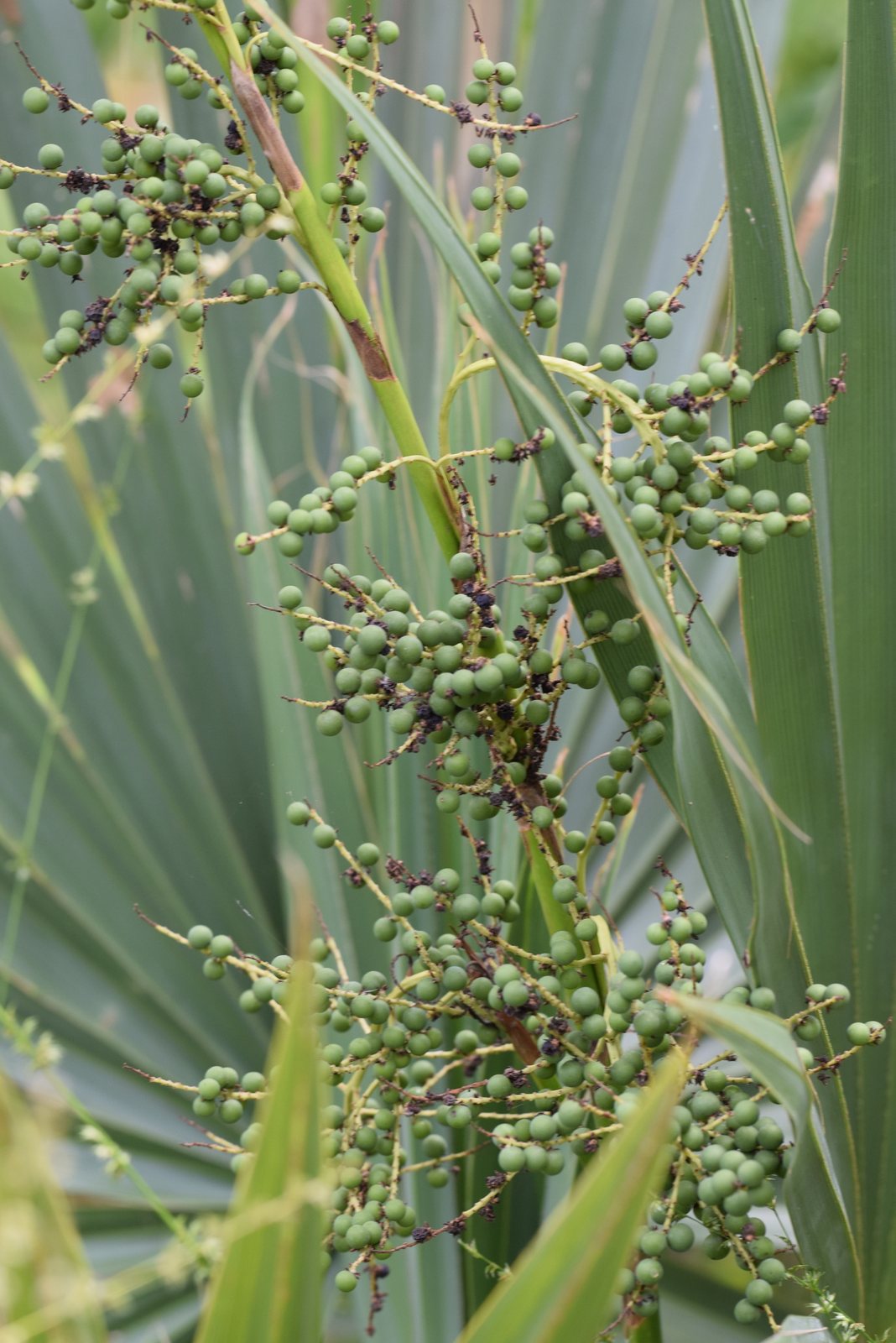 Dwarf palmetto