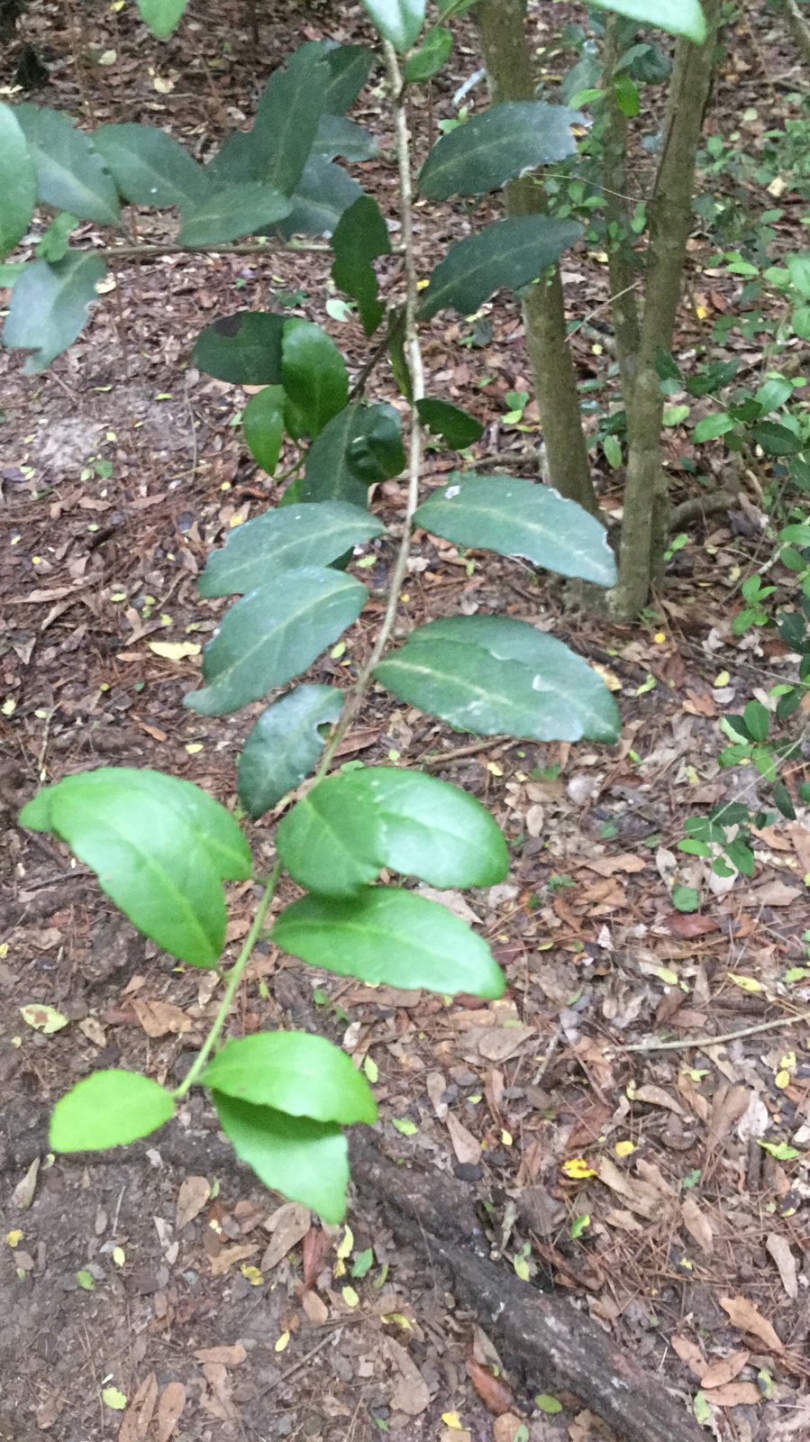 Dwarf yaupon holly