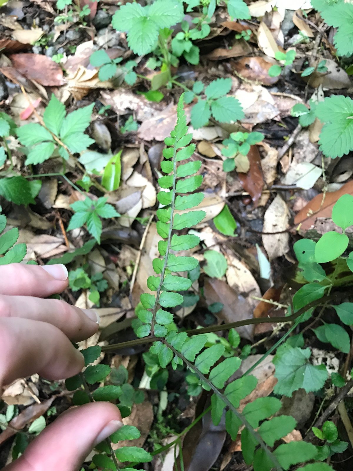 Eared lady fern