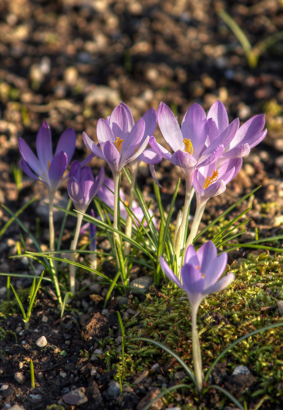 Early crocus
