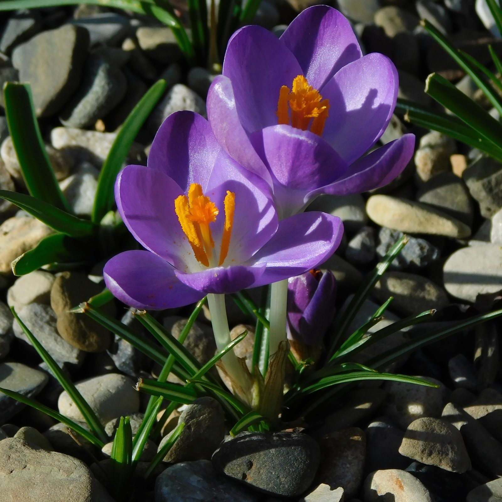 Early crocus
