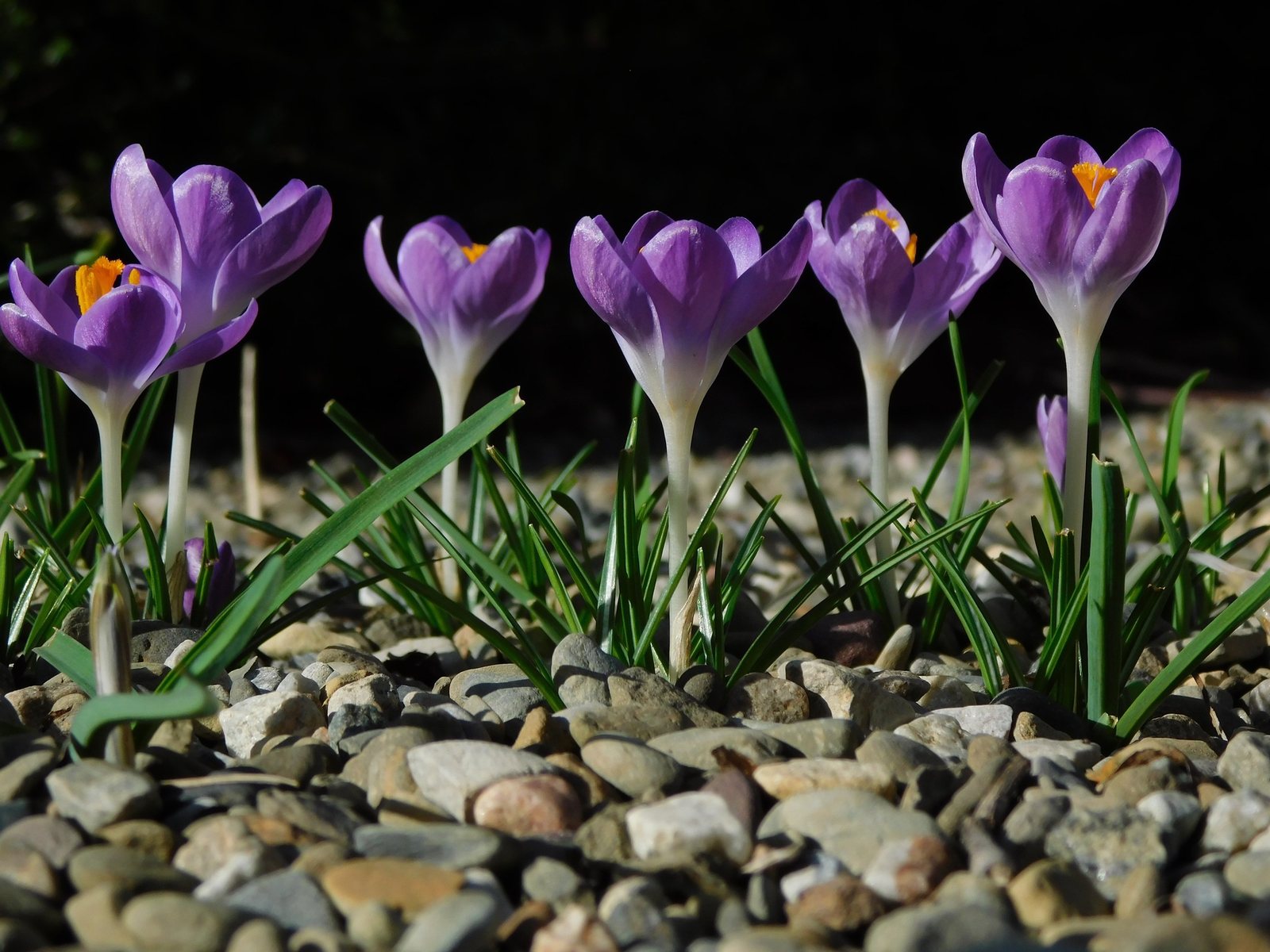 Early crocus