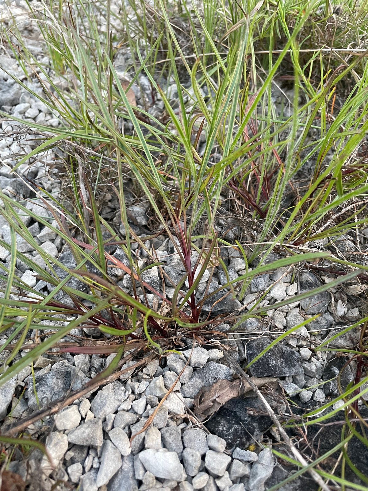 Early Sunrise coreopsis