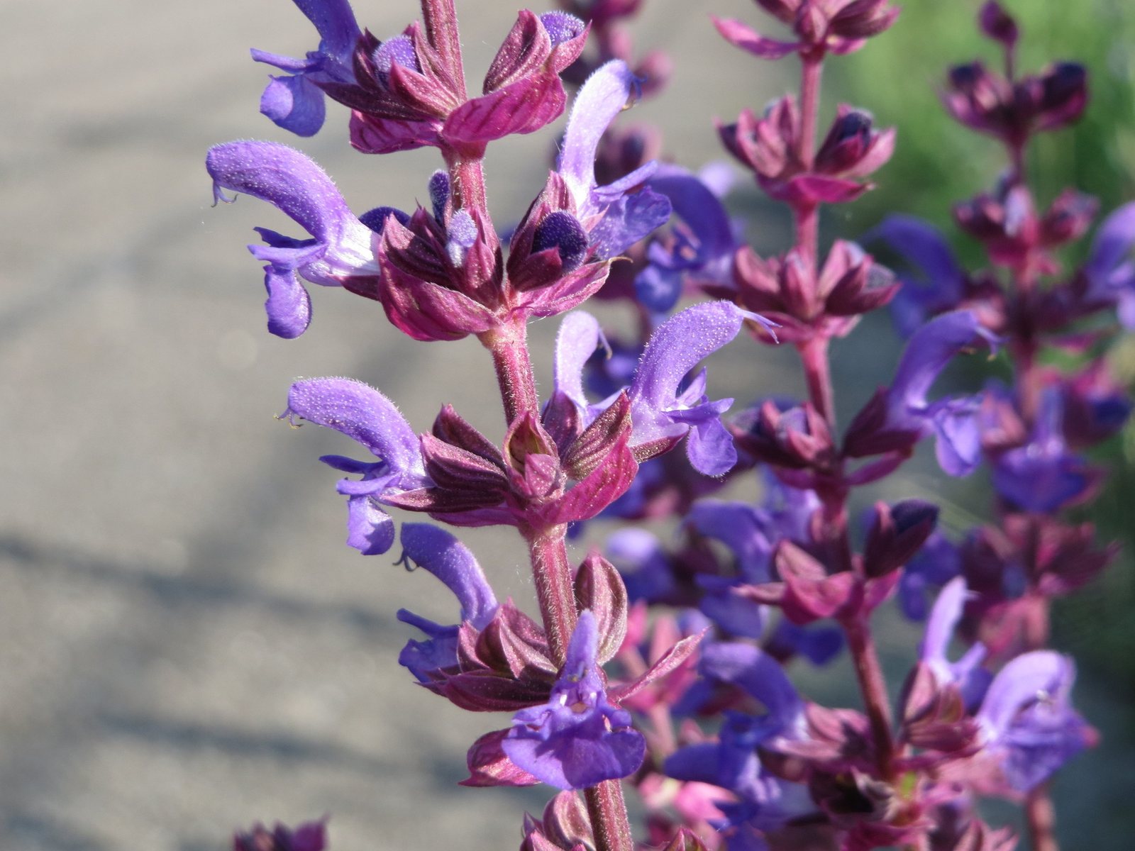 East Friesland salvia