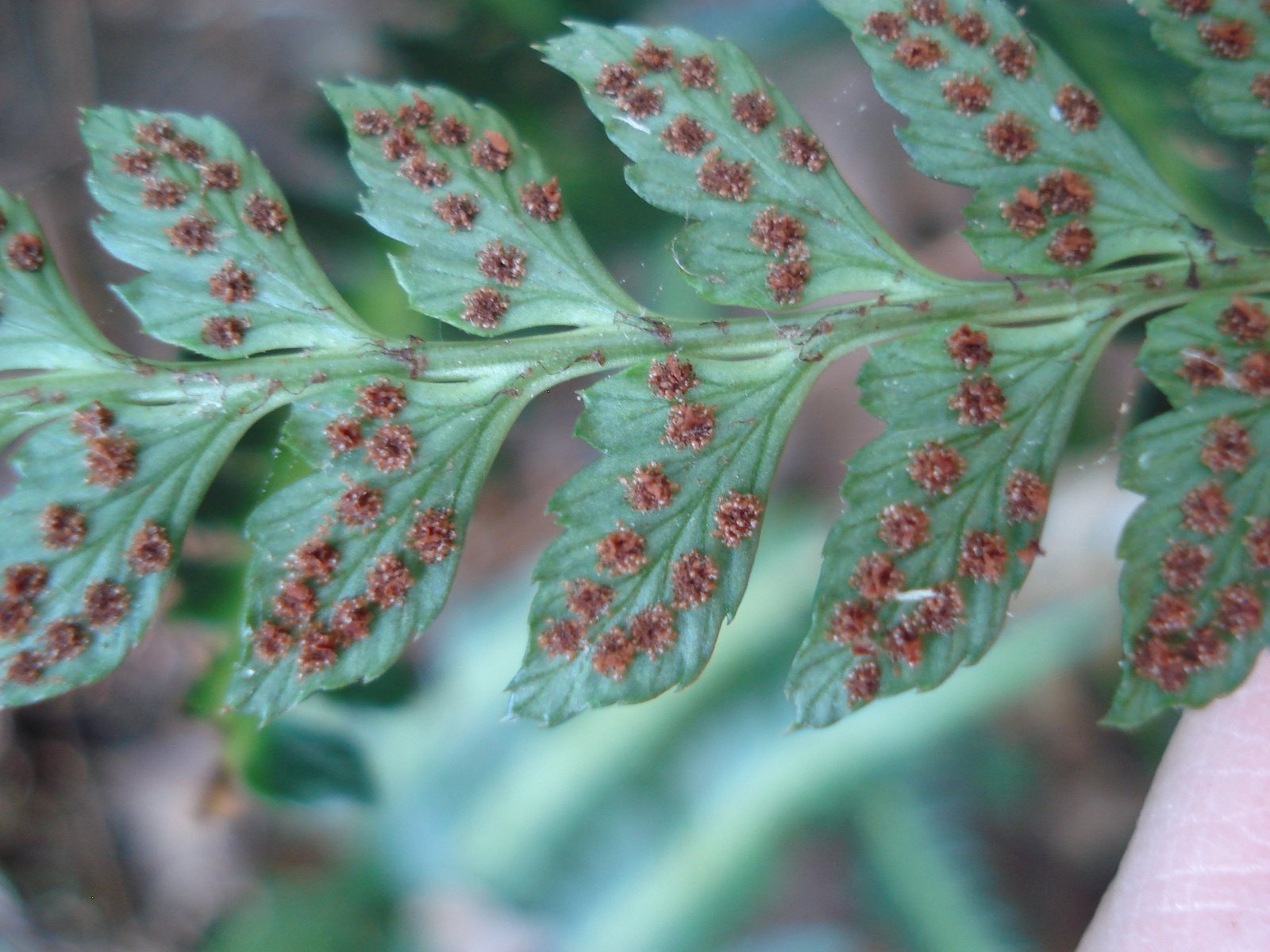 East Indian holly fern