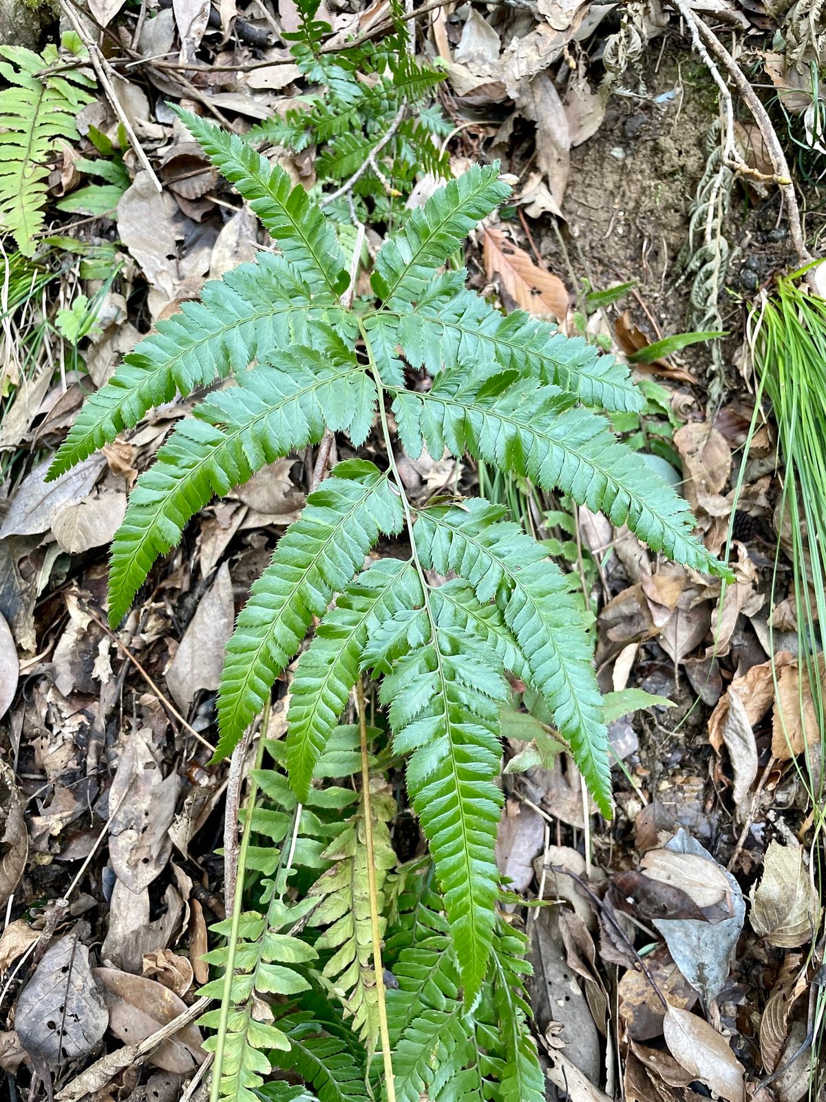 East Indian holly fern