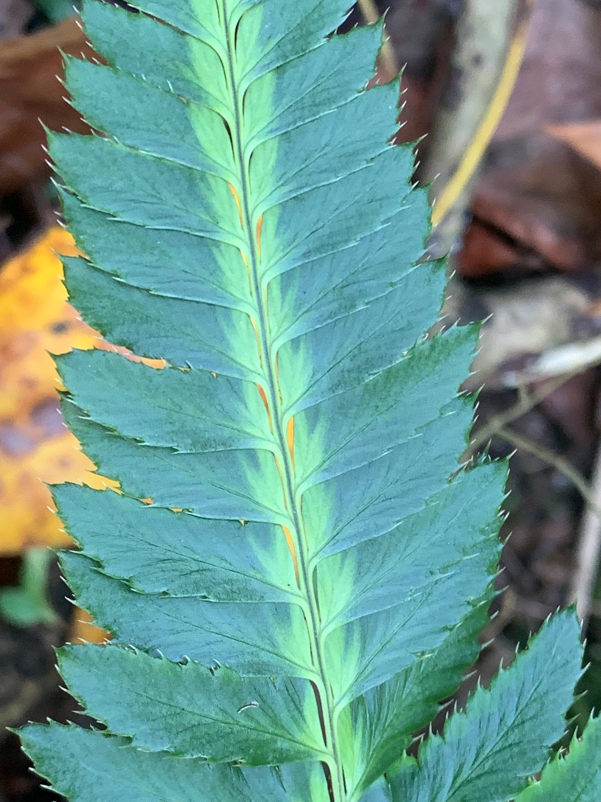 East Indian holly fern