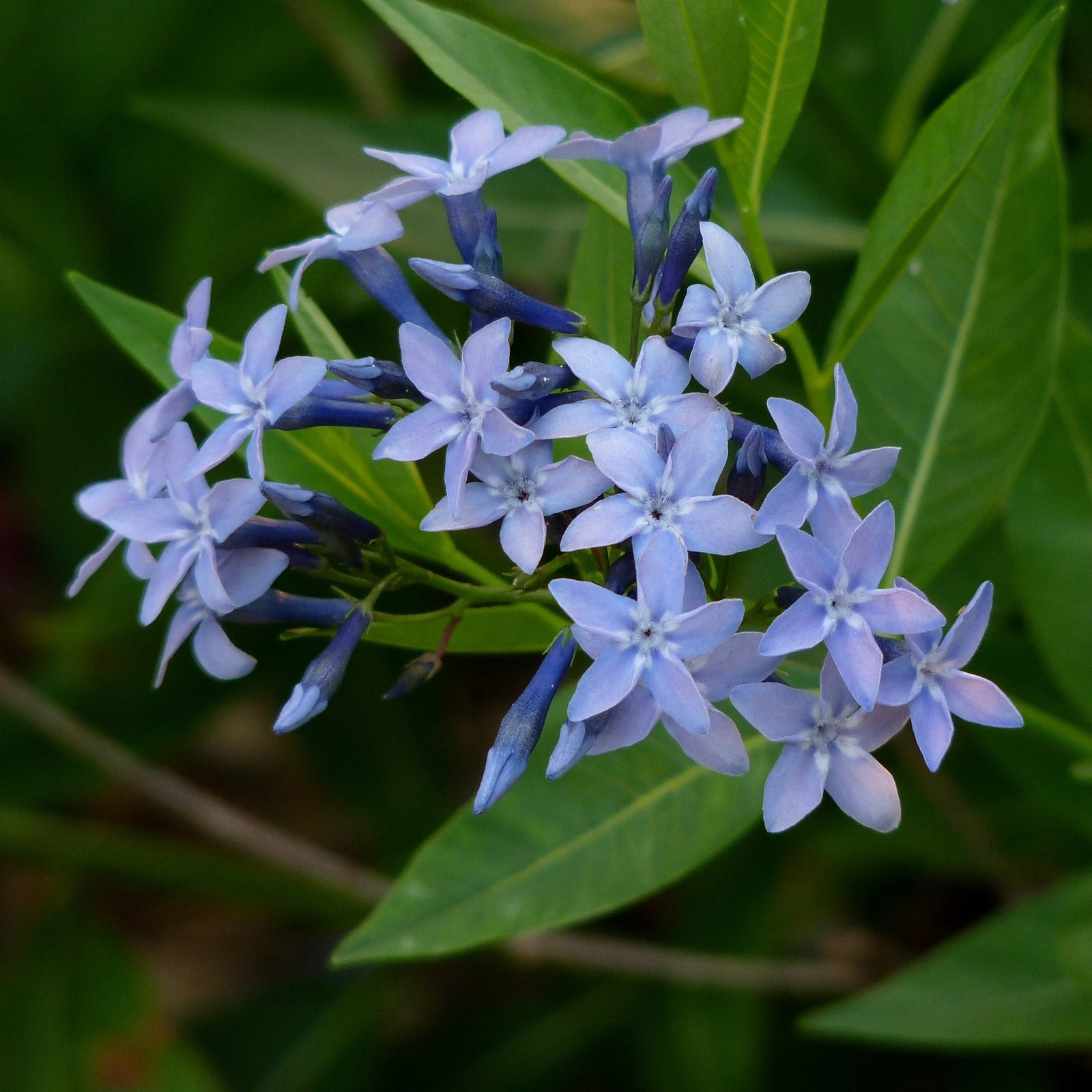 Eastern bluestar