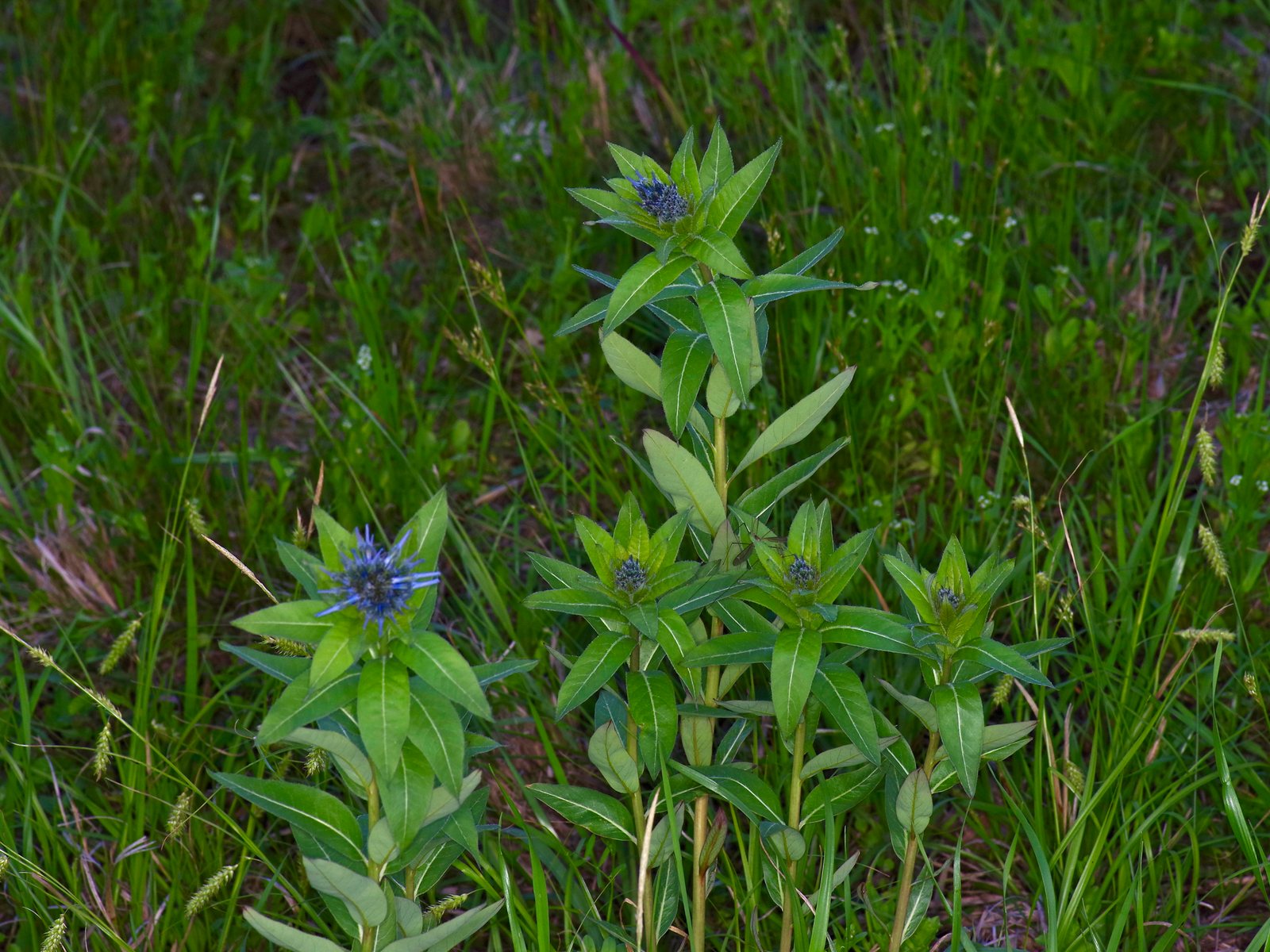 Eastern bluestar