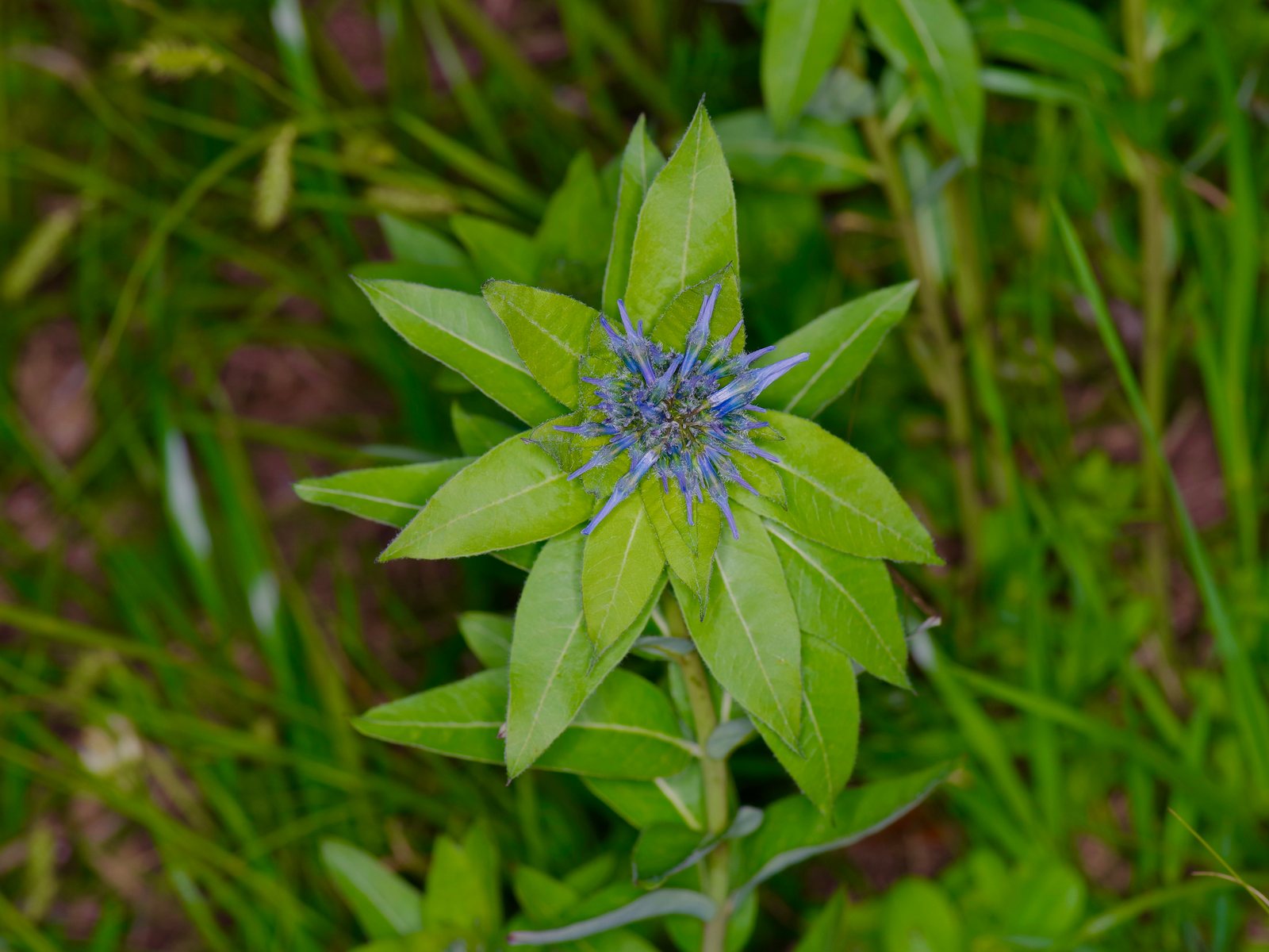 Eastern bluestar