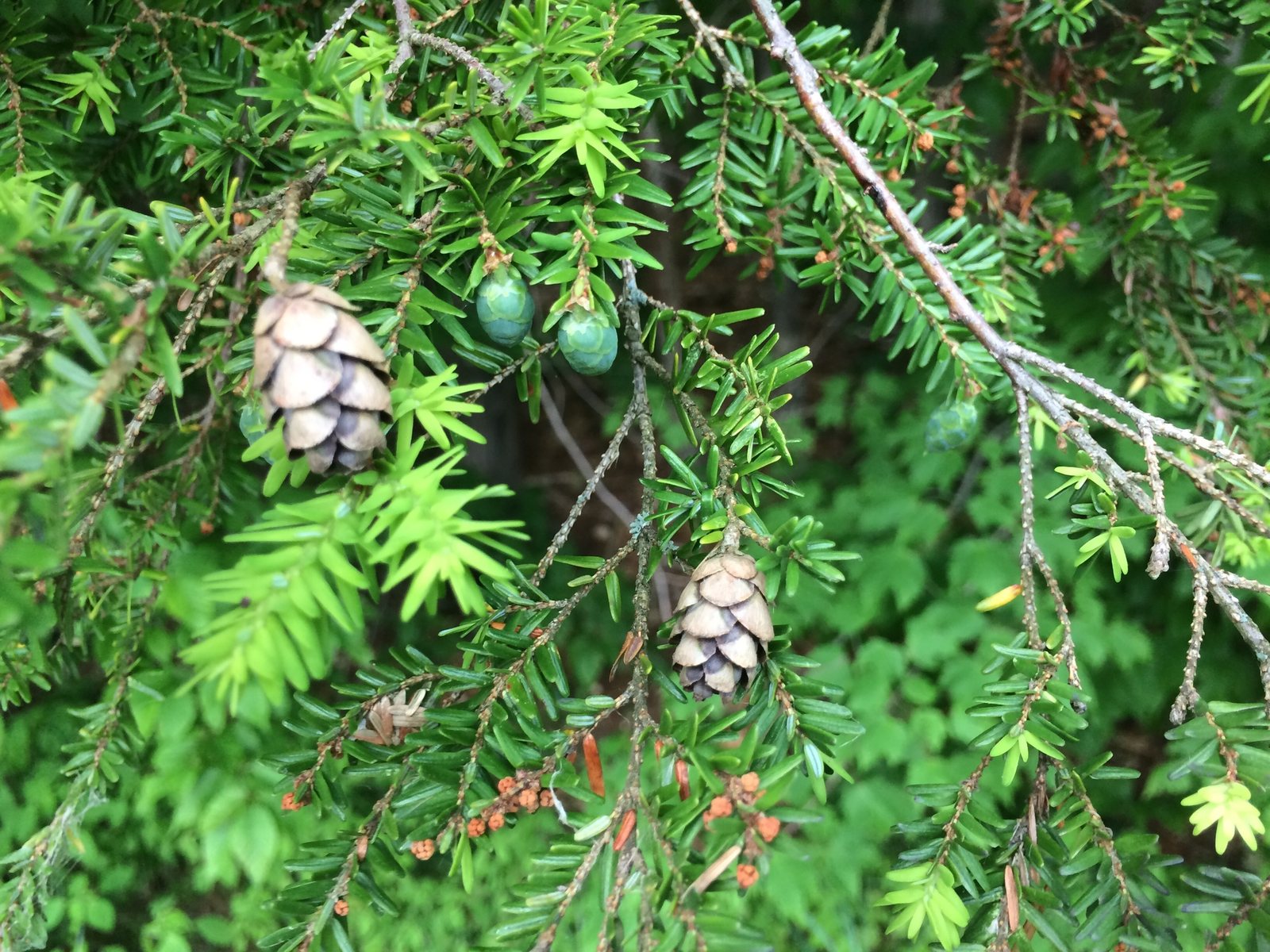 Eastern hemlock