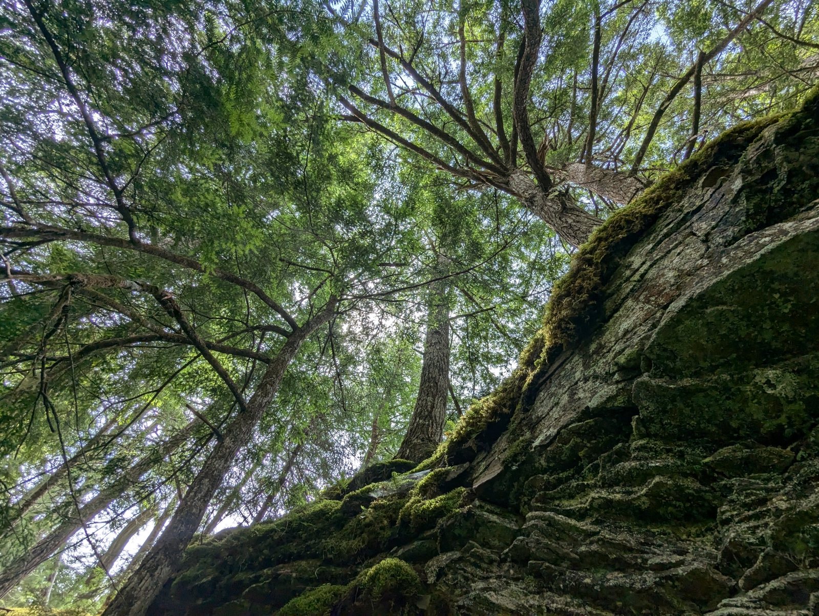Eastern hemlock