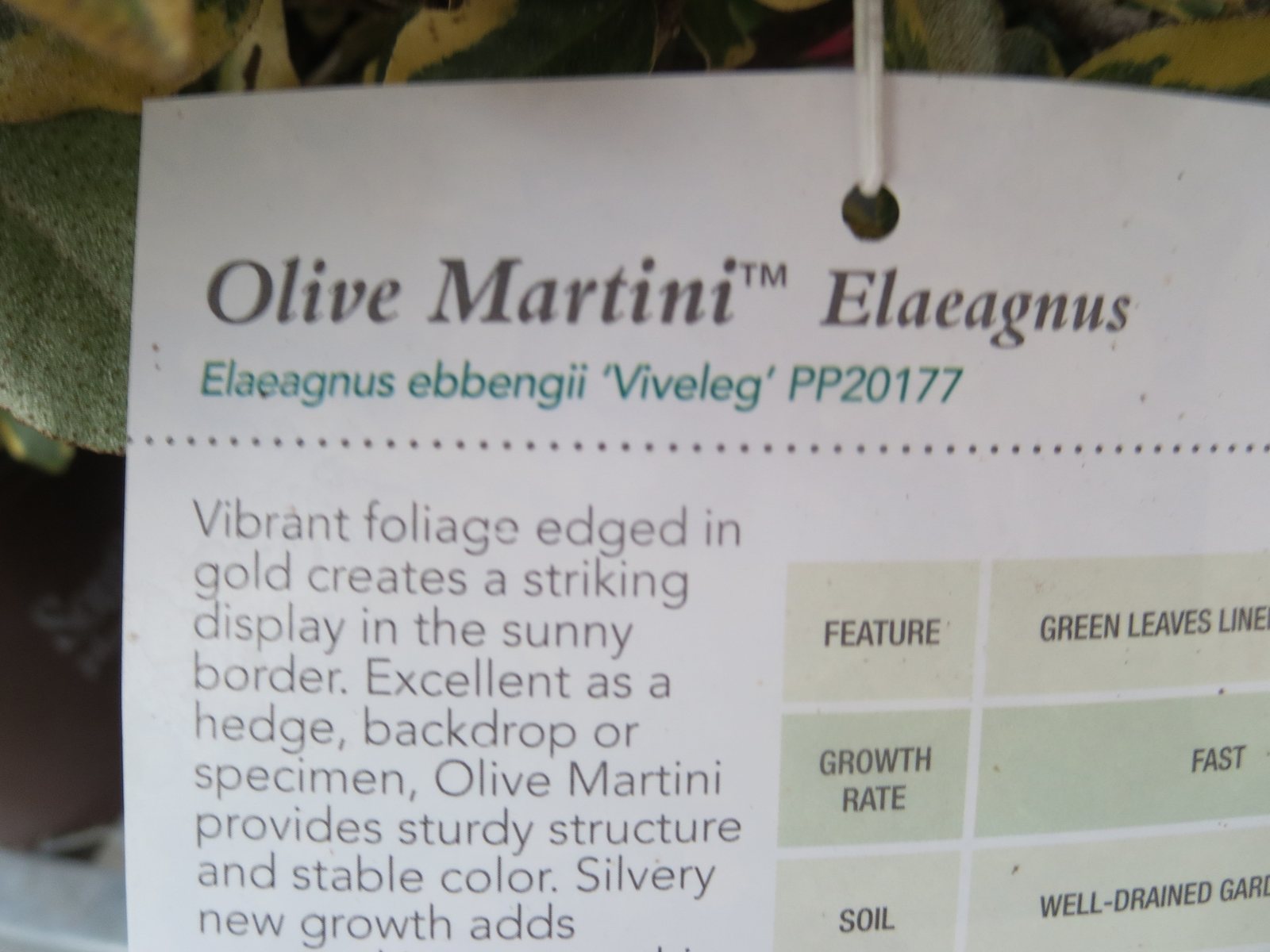 Ebbinge's silverberry