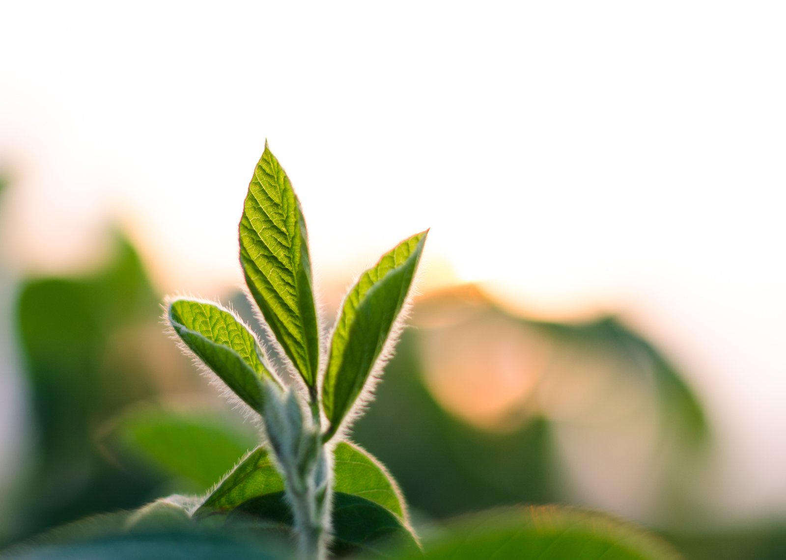 Edamame (soybean)