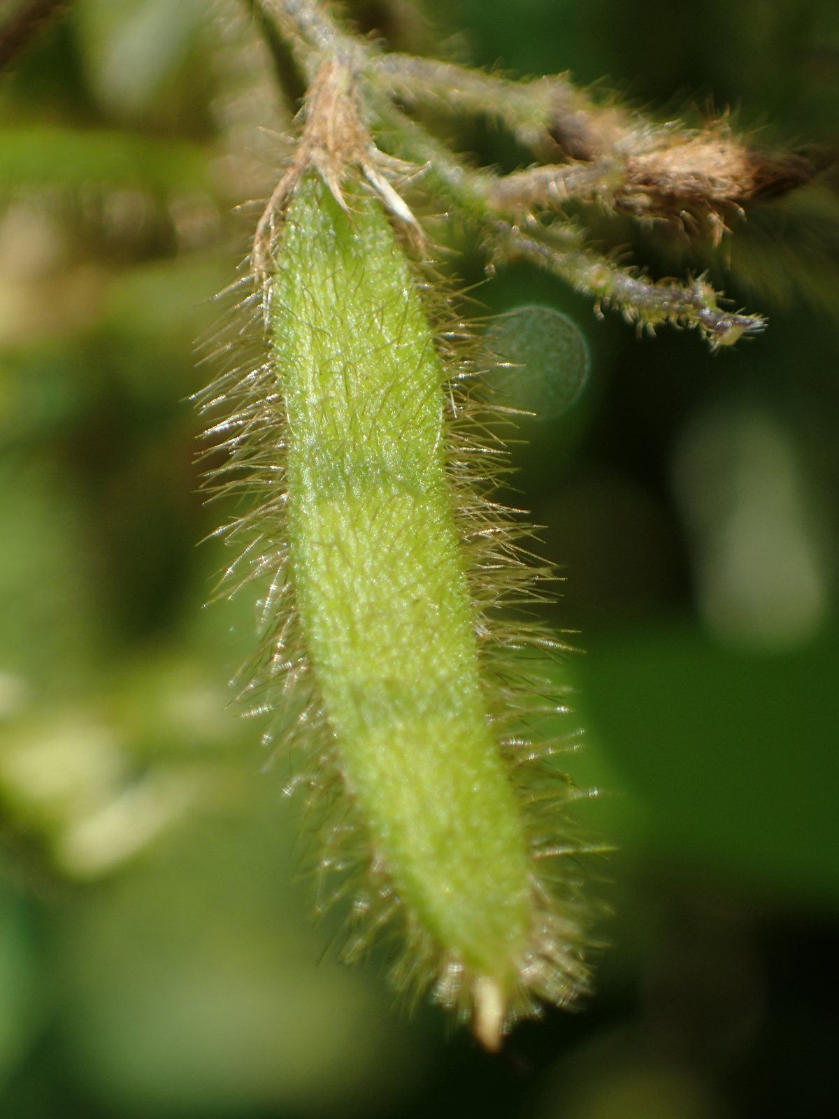 Edamame (soybean)