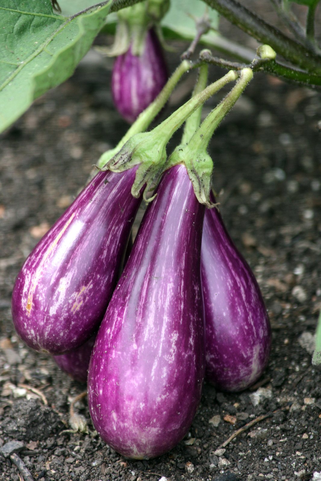 Eggplant 'Black Beauty'
