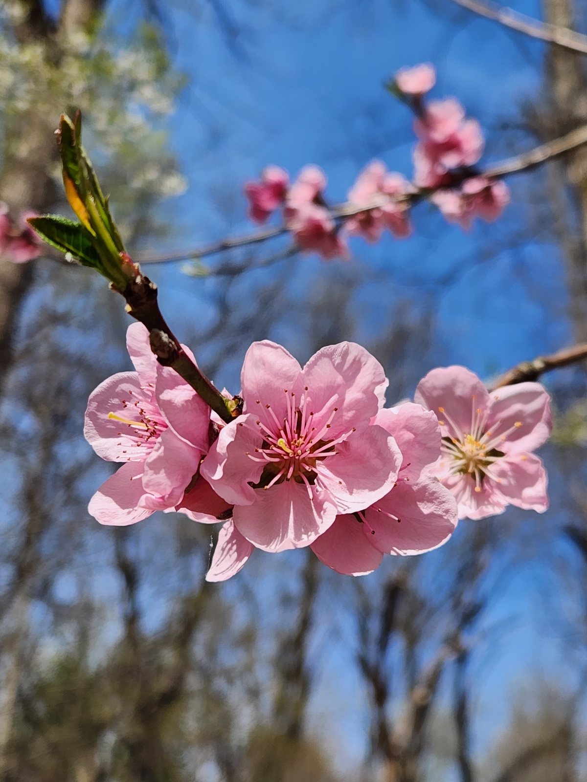 Elberta peach