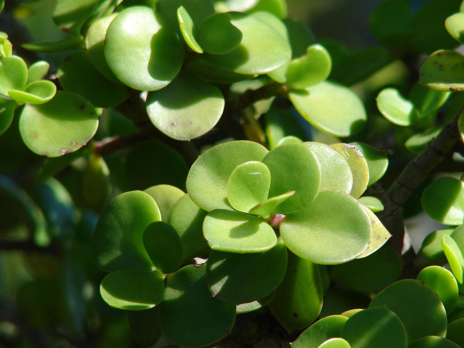 Elephant bush