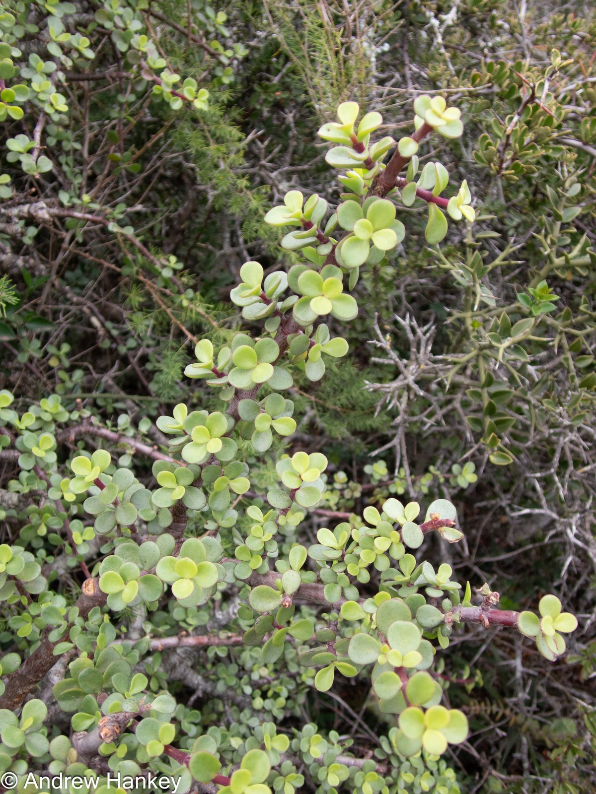Elephant bush