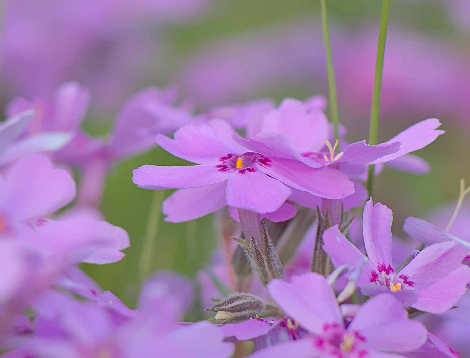 Emerald Blue creeping phlox