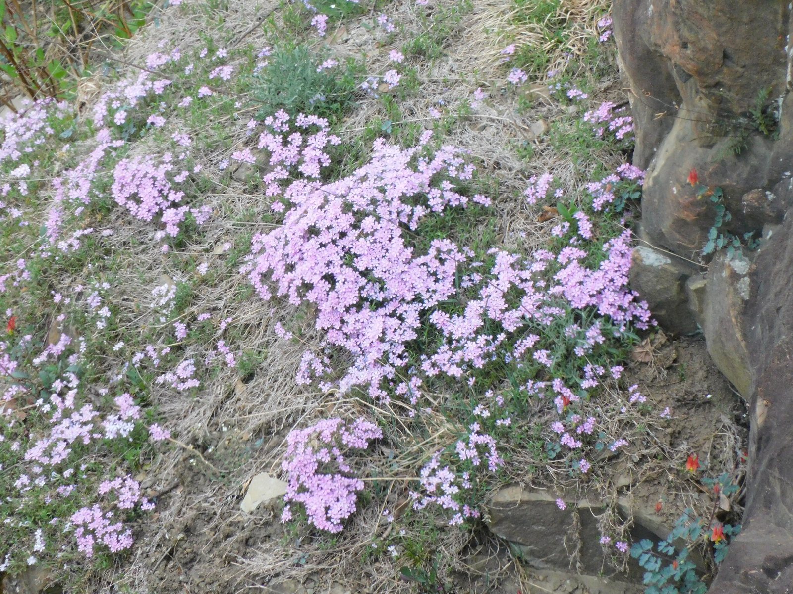 Emerald Blue creeping phlox