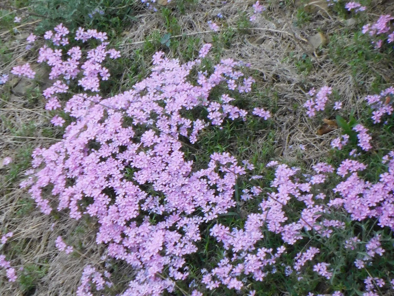 Emerald Blue creeping phlox