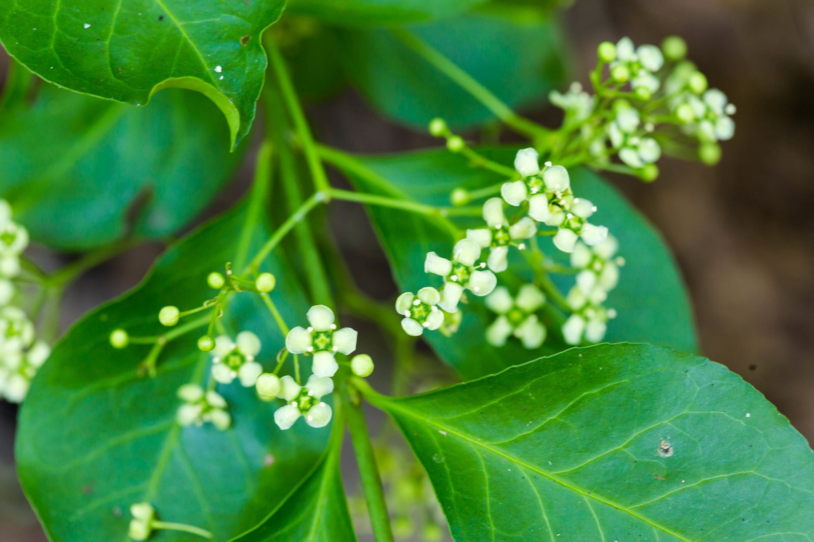 Emerald Gaiety euonymus
