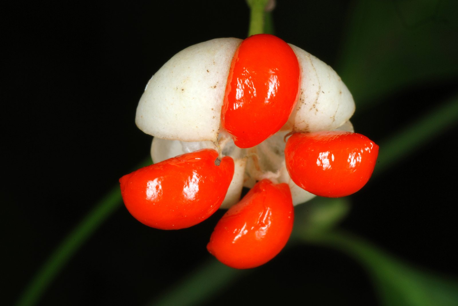 Emerald Gaiety euonymus