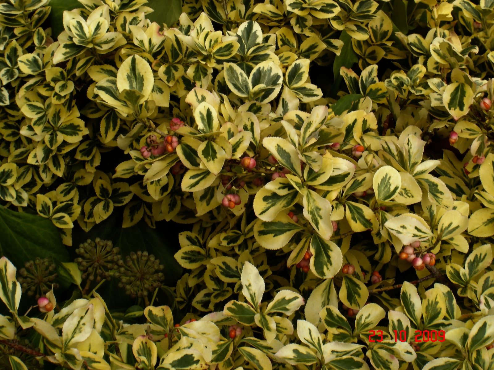 Emerald Gaiety euonymus