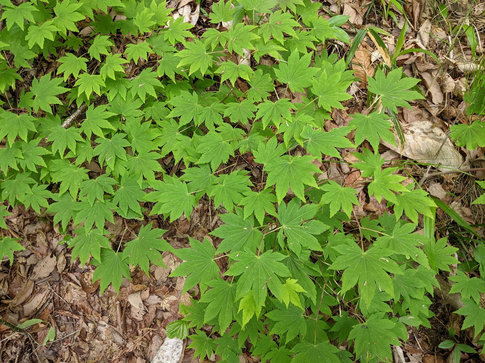 Emperor I Japanese maple