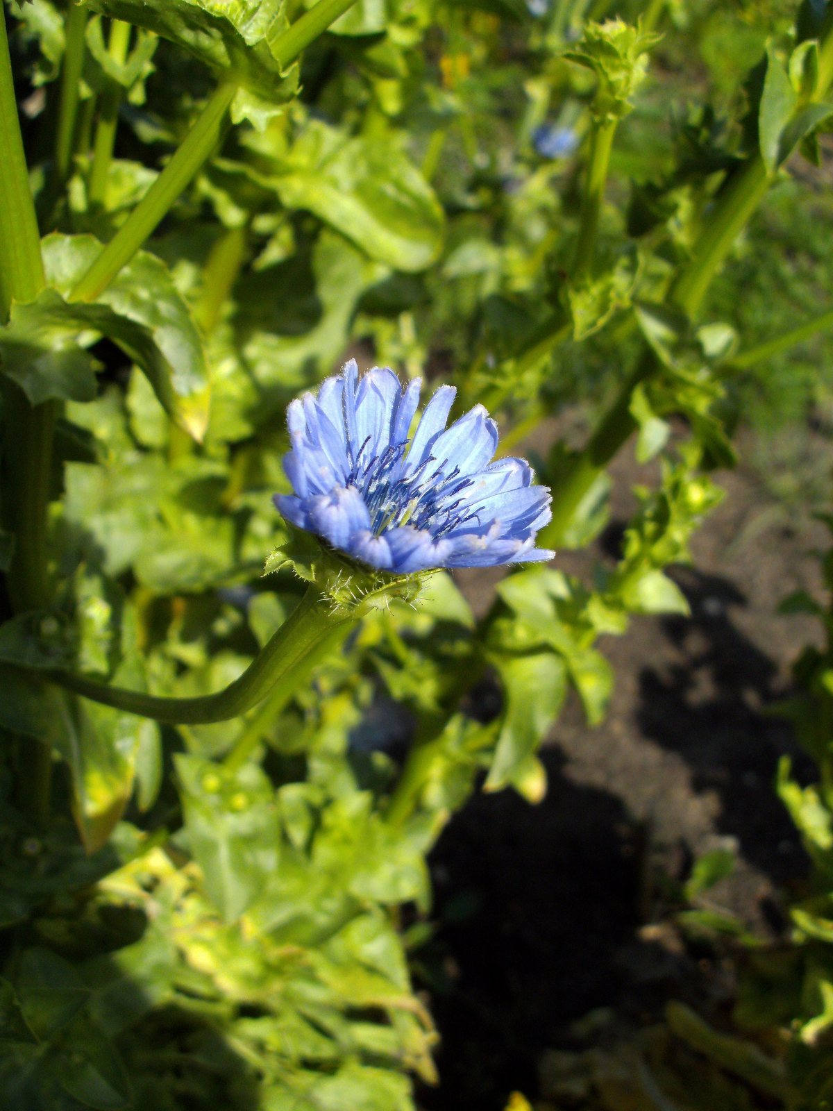 Endive