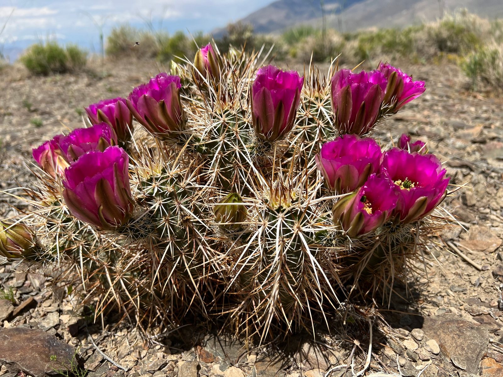 Engelmann's hedgehog cactus