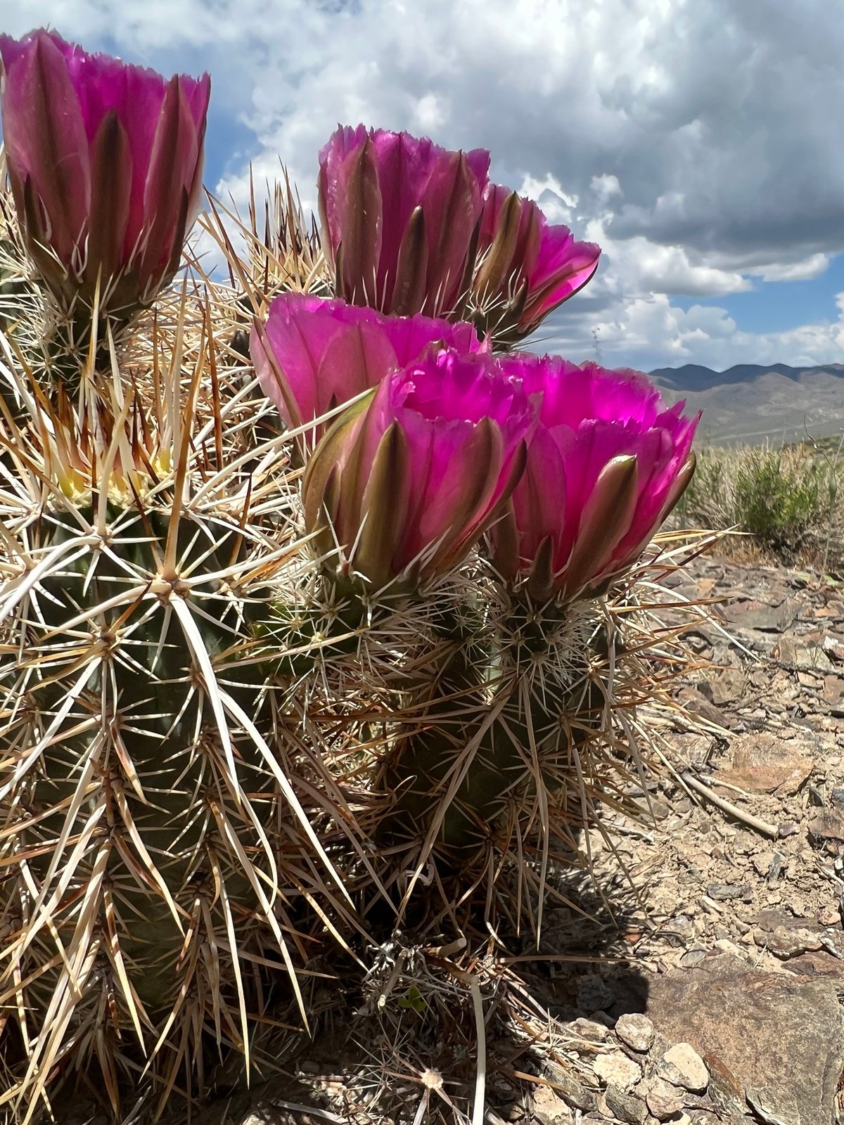 Engelmann's hedgehog cactus