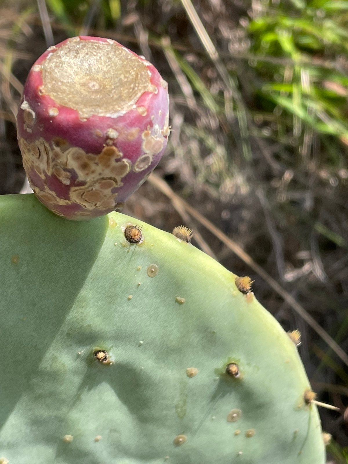 Engelmann's prickly pear