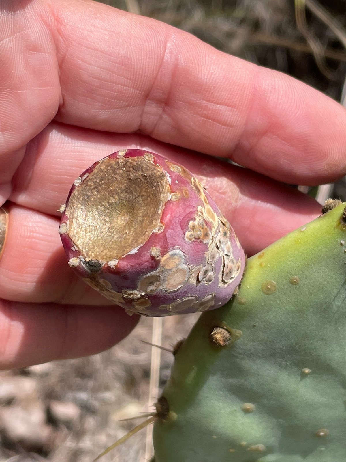 Engelmann's prickly pear